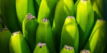 Unlocking the Power of Nature: Exploring the Healing Benefits of Herbal Remedies