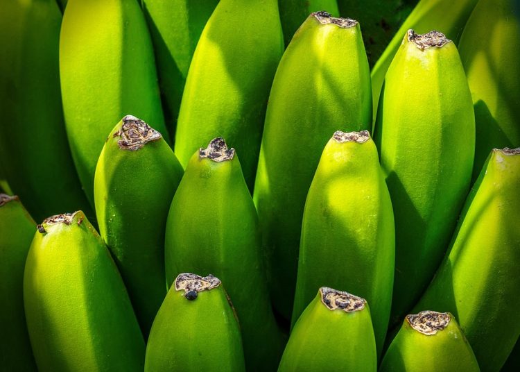 Unlocking the Power of Nature: Exploring the Healing Benefits of Herbal Remedies