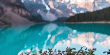 Embracing Solitude: Thriving in the Wild