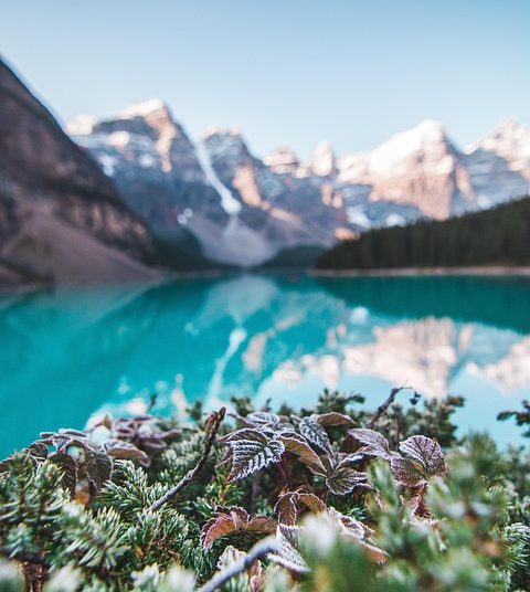 Embracing Solitude: Thriving in the Wild