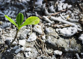 Unearthing Nature’s Bounty: Mastering Food Foraging Techniques