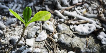 Unearthing Nature’s Bounty: Mastering Food Foraging Techniques