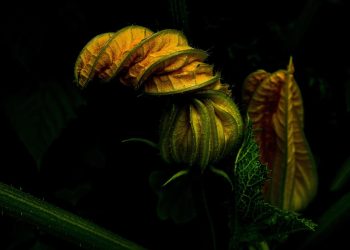 The Healing Power of Homeopathic Medicine: Unlocking Nature’s Remedies for Optimal Health