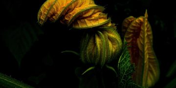 The Healing Power of Homeopathic Medicine: Unlocking Nature’s Remedies for Optimal Health