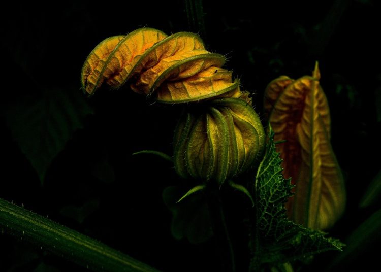 The Healing Power of Homeopathic Medicine: Unlocking Nature’s Remedies for Optimal Health